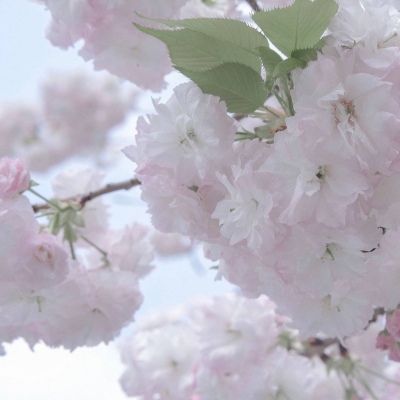 常熟福瑞交流群